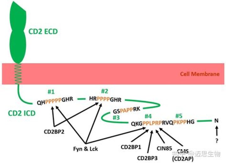 cd2