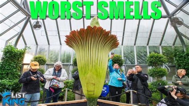 The 10 Worst Smells in the World